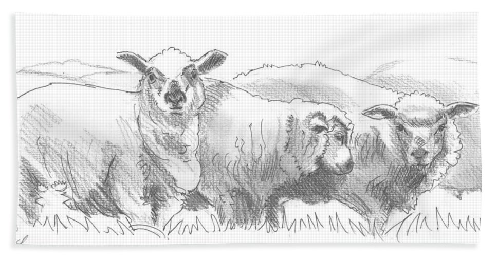 967x500 Sheep Drawing Beach Sheet For Sale By Mike Jory - Sheep Sketch