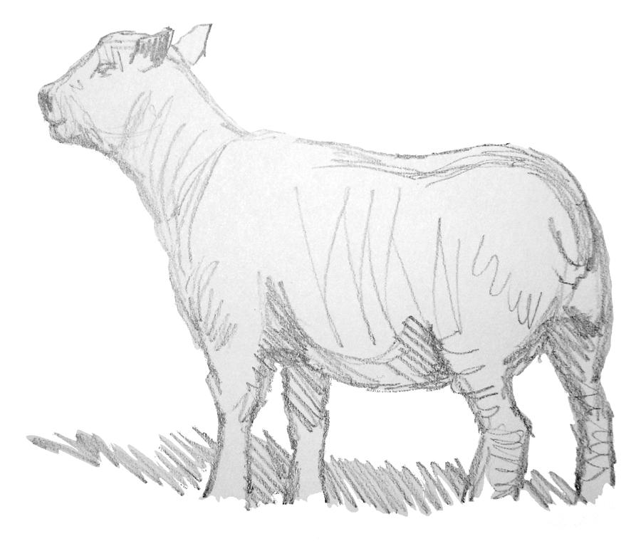 900x767 Sheep Sketch Drawing By Mike Jory - Sheep Sketch