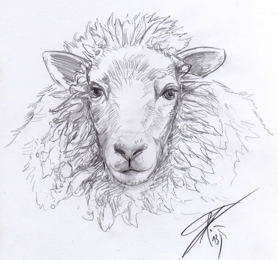 923x866 Sheep Sketch By Bruneburg - Sheep Sketch