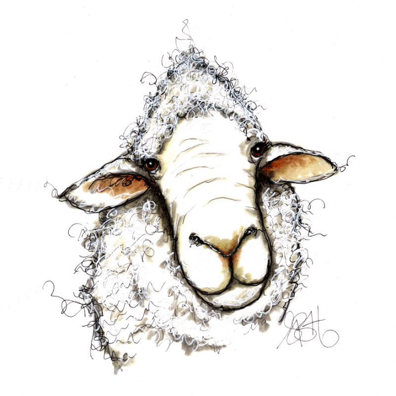800x800 Sheep Sketch Print On Canvas - Sheep Sketch