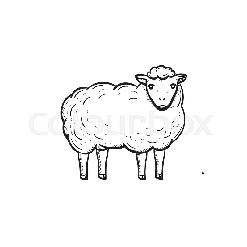 800x800 Vector Hand Drawn Sheep Outline Doodle Icon. Sheep Sketch - Sheep Sketch