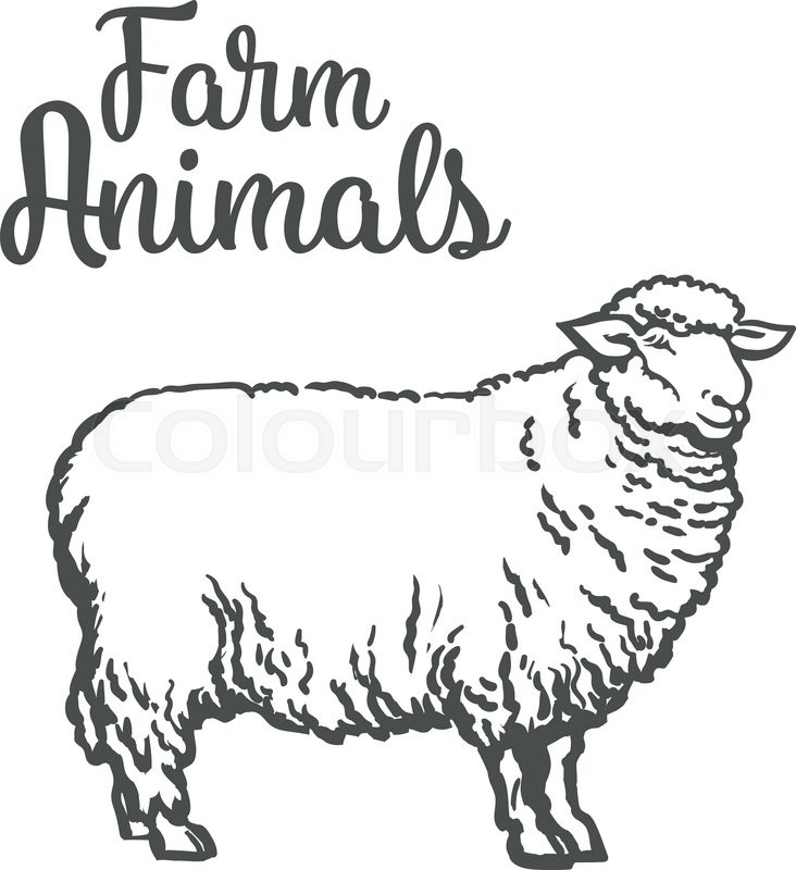 732x800 White Sheep Isolated, Vector Sketch Drawn By Hand On A Light - Sheep Sketch