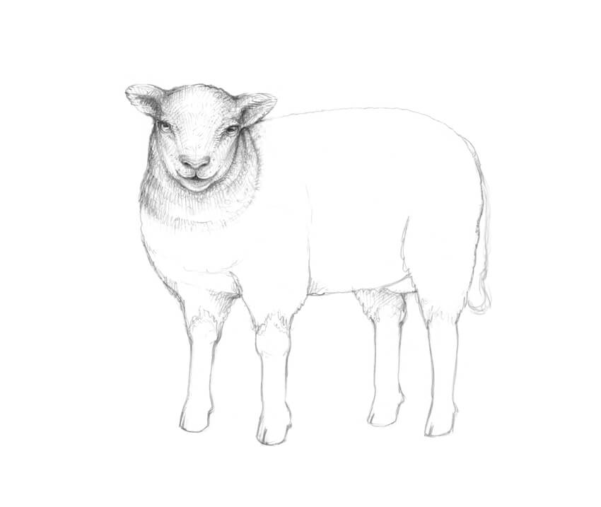 850x717 How To Draw A Sheep - Sheep Sketch Images