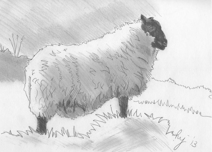 700x500 Sheep Sketch Greeting Card For Sale By Mike Jory - Sheep Sketch Images