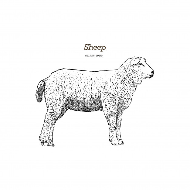 626x626 Sheep Sketch Style. Vector Premium Download - Sheep Sketch Images