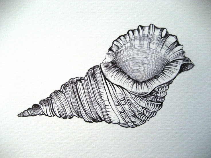 736x552 Drawn Sketch Sea Shell - Shell Sketch