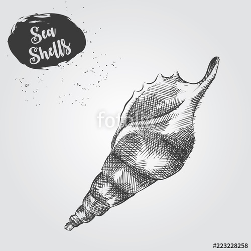500x500 Hand Drawn Sea Shell Sketch Isolated On White Background - Shell Sketch