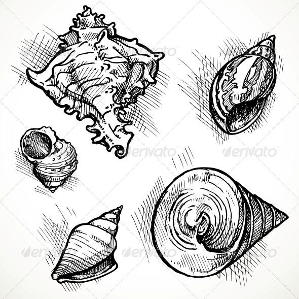 590x589 Set Of Shell Sketches By Azuzl Graphicriver - Shell Sketch