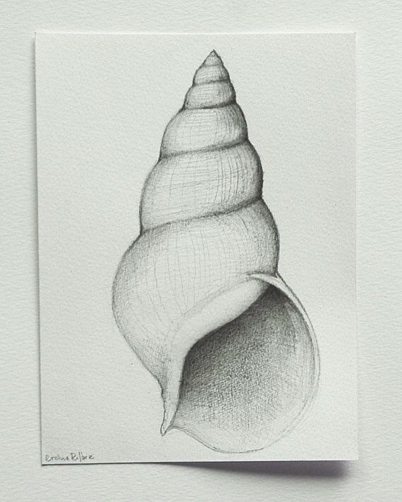 570x713 Shell Sketch Art Drawings, Pencil Drawings And Art - Shell Sketch