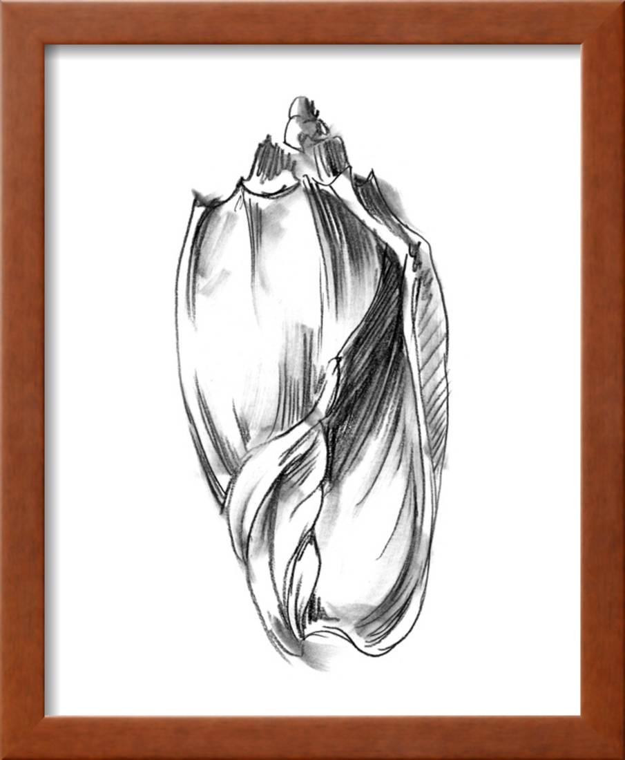 905x1100 Shell Sketch Ii Framed Art Print Wall Art By Ethan Harper - Shell Sketch