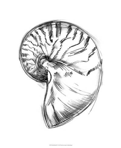 399x488 Shell Sketch Iv Giclee Print By Ethan Harper - Shell Sketch