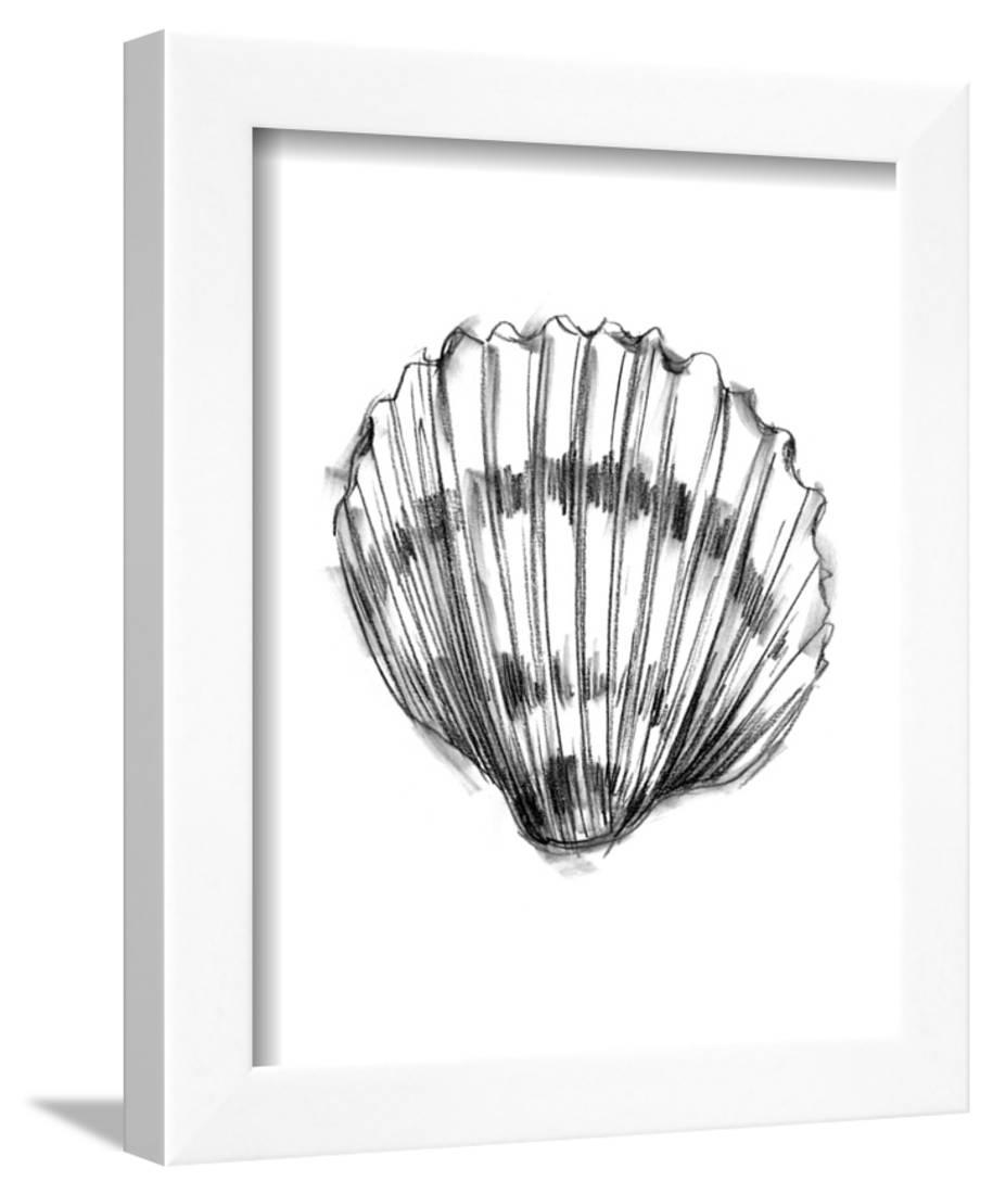 915x1100 Shell Sketch Vi Framed Print Wall Art By Ethan Harper - Shell Sketch