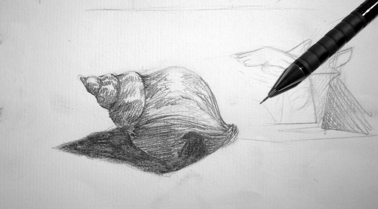 1202x665 Shell Sketch By K Appa - Shell Sketch