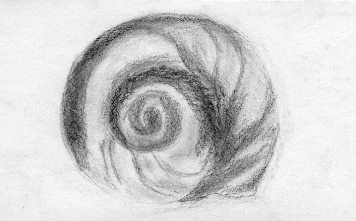 707x439 Shell Sketch By Radiance Eternal - Shell Sketch