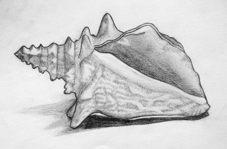 736x485 Sketch Of A Shell Done About 3 Years Ago Laura Sadauskaite - Shell Sketch