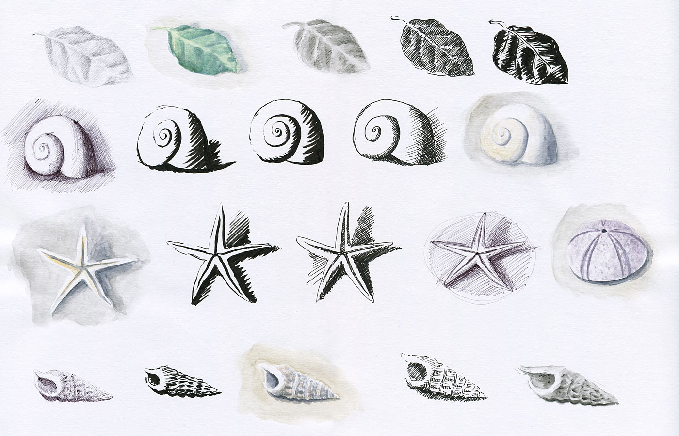 1400x900 Still Life - Shell Sketch