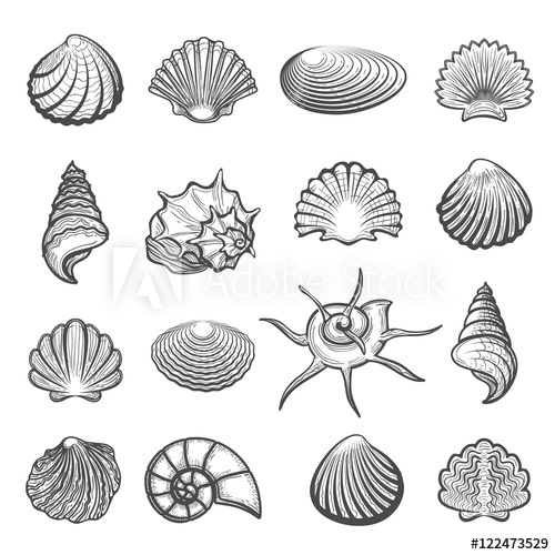 500x500 Vector Hand Drawn Sea Shell Set. Shells Drawing Sketch Isolated On - Shell Sketch