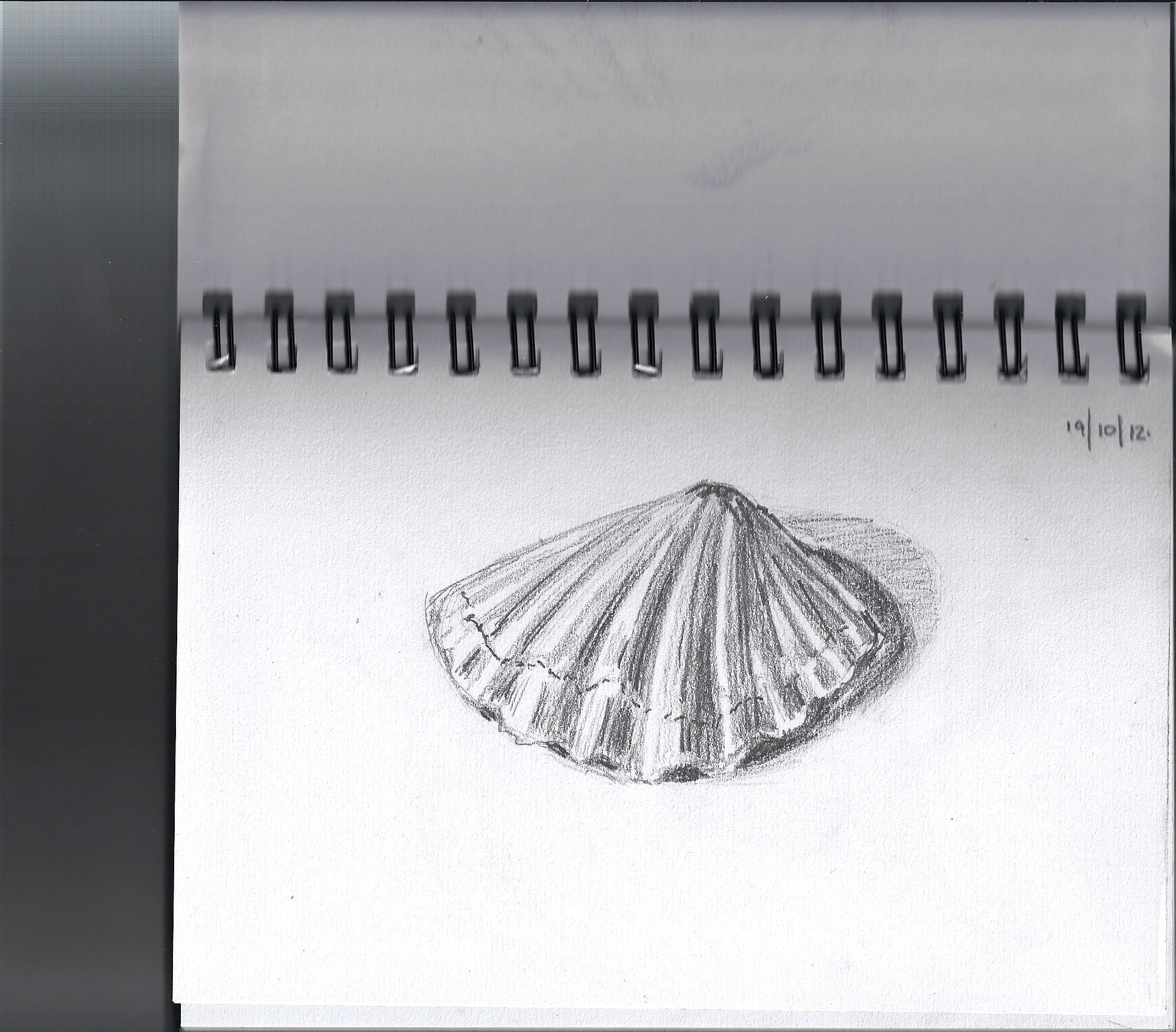 1931x1696 Sketch Paulamitchard - Shell Sketch