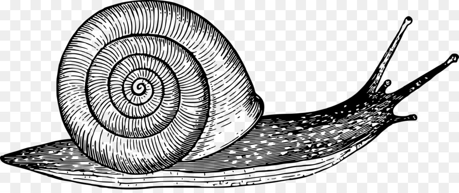 900x380 Drawing Snail Gastropod Shell Sketch - Shell Sketch