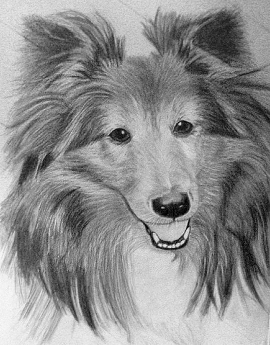 550x701 Google Image Result For - Sheltie Sketch