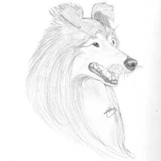 320x320 Repost Of My Colliesheltie Drawing Made Possible By A Tutorial - Sheltie Sketch