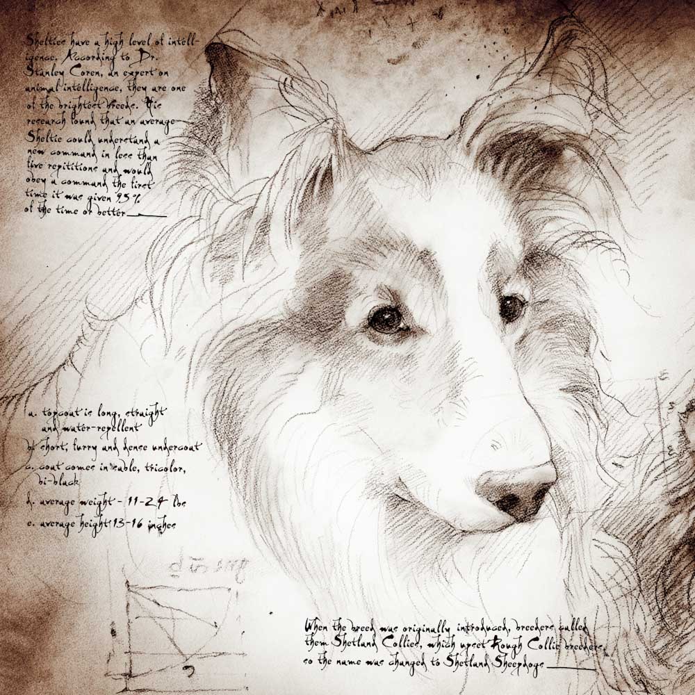 1000x1000 Sheltie Face Detail Of A Da Vinci Style Drawing - Sheltie Sketch
