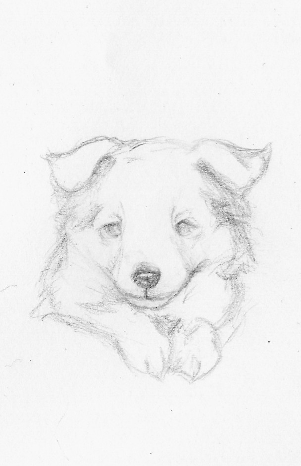 608x942 Sheltie Puppy By Accyber - Sheltie Sketch