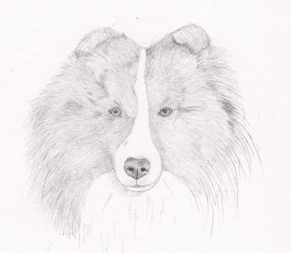 570x496 Sheltie Signed Personalized Original Pencil Drawing Double - Sheltie Sketch
