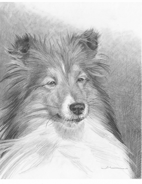 464x600 Sheltie Drawing By Mike Theuer - Sheltie Sketch