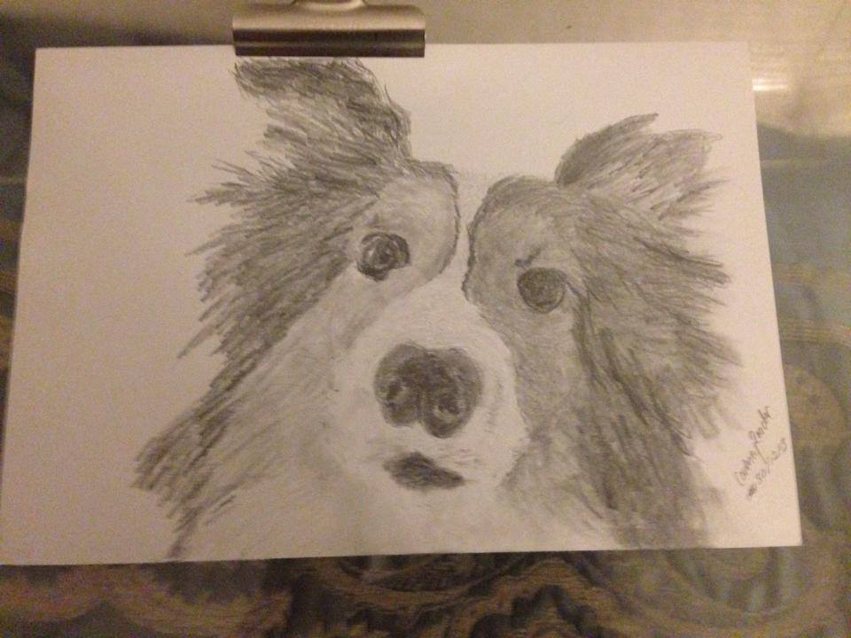 960x720 Sheltie Sketch By Courtneyreaderart - Sheltie Sketch