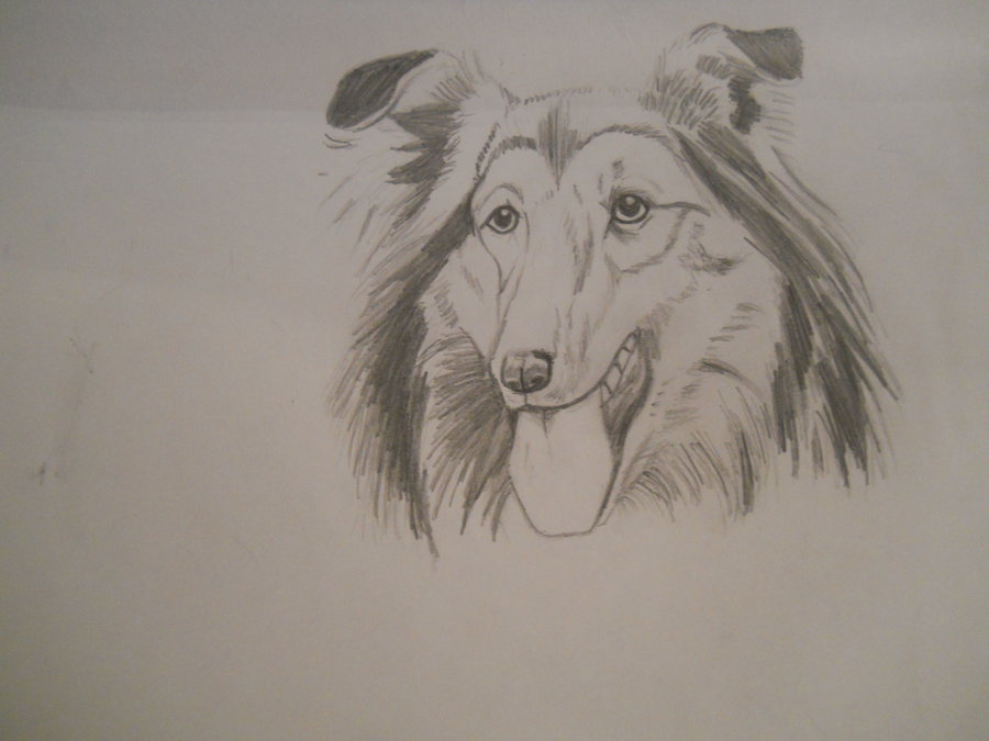 900x675 Sheltie Sketch By Knightinblackarmor - Sheltie Sketch