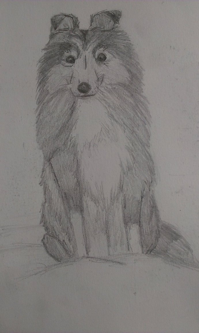691x1155 Sheltie Sketch By Luluartis - Sheltie Sketch