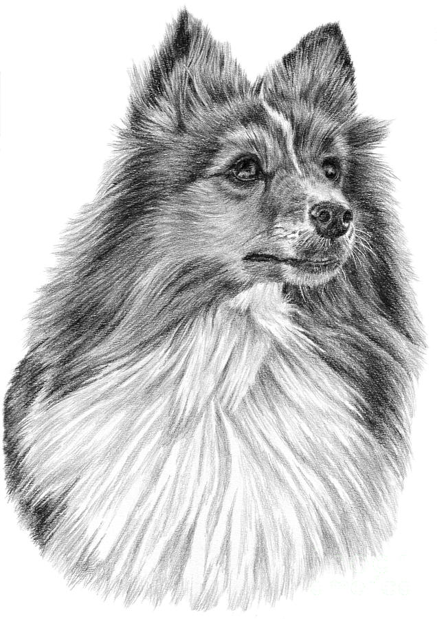 636x900 Shetland Sheepdog Drawing By Pencil Paws - Sheltie Sketch