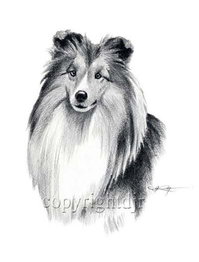 400x526 Shetland Sheepdog Sheltie Drawing 8 X 10 Art Print Signed By - Sheltie Sketch