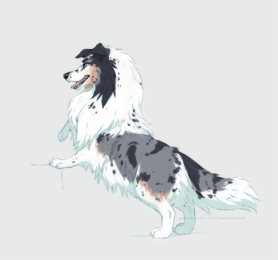 964x900 Artstation - Sheltie Sketch