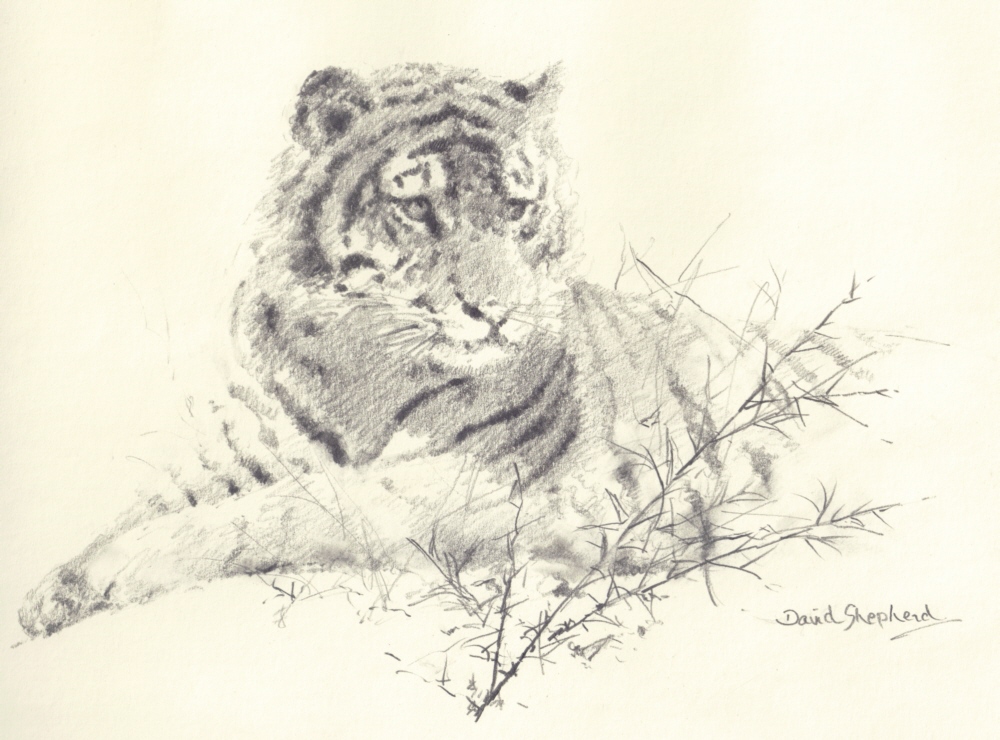 1000x740 David Shepherd, Tiger, Drawing, Sketch - Shepherd Sketch
