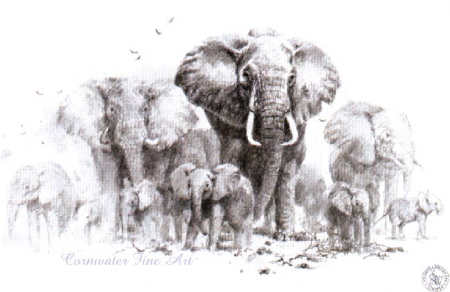 650x422 David Shepherd, Signed, Limited Editions, Prints, Elephant Sketch - Shepherd Sketch