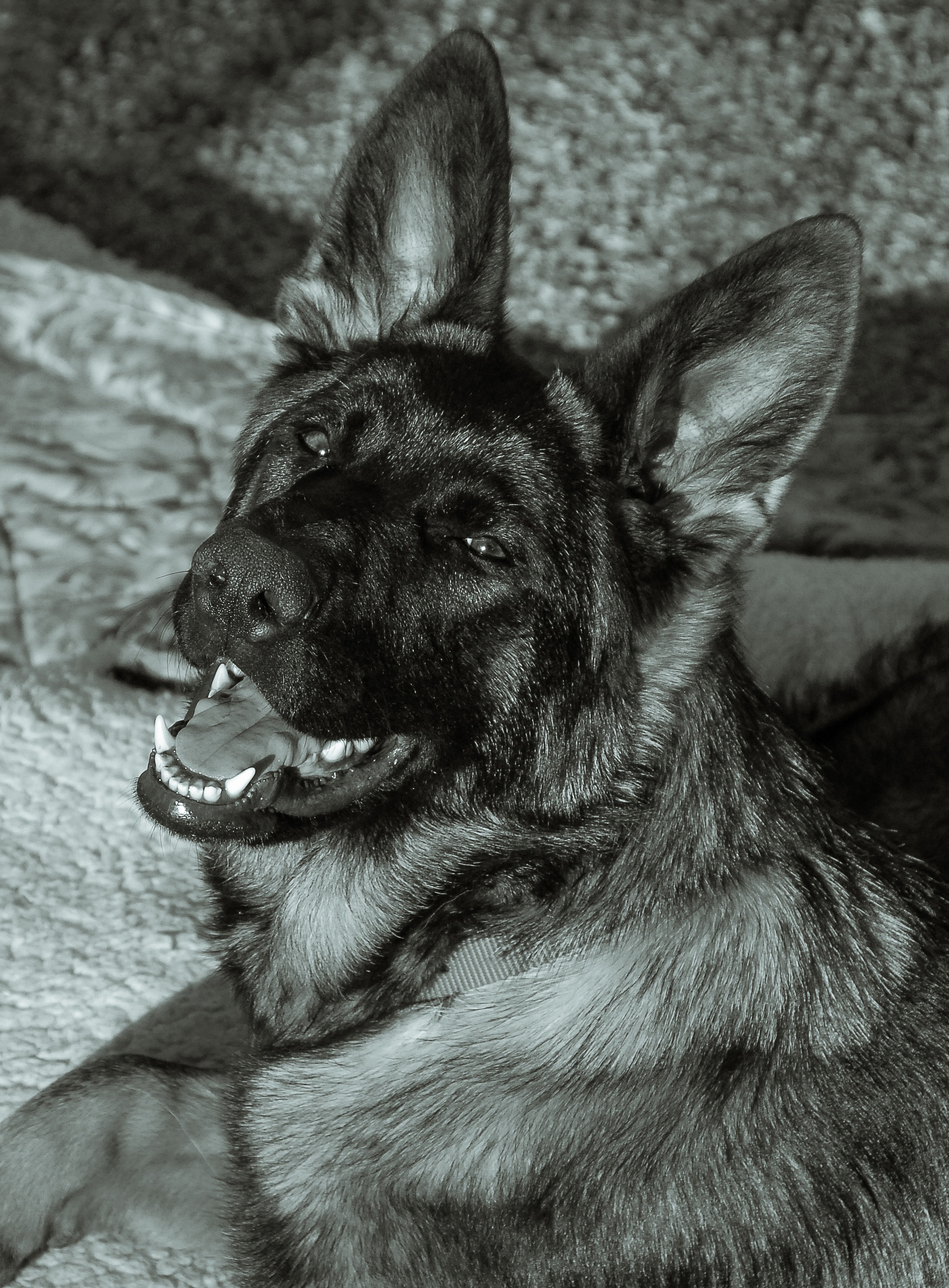 1883x2555 Free Images Black And White, Animal, German Shepherd, Sketch - Shepherd Sketch