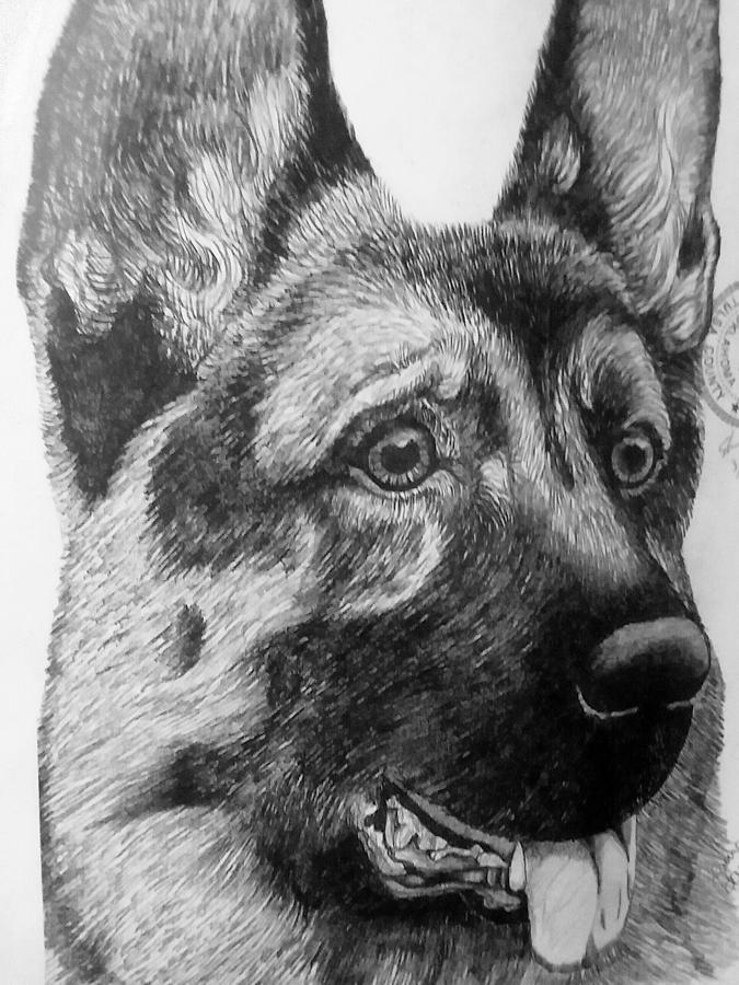 675x900 Shepherd Sketch Drawing By Laura Hillyer - Shepherd Sketch