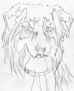 246x300 Australian Shepherd Archives Artist Spare Time - Shepherd Sketch