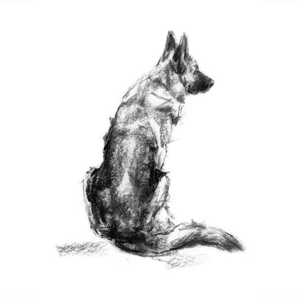 600x600 The Shepherd Gsd Sketch Print - Shepherd Sketch
