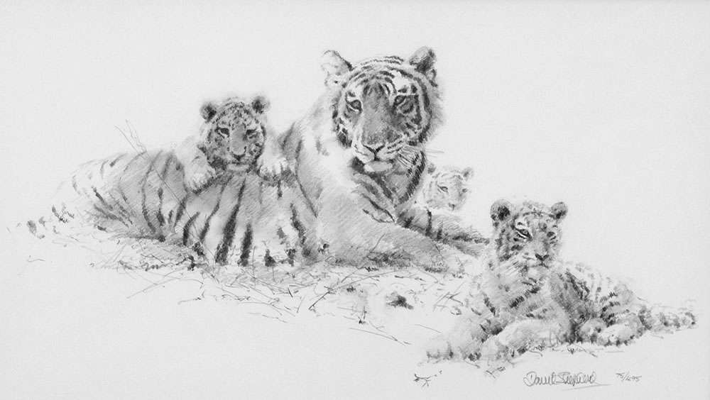 1000x564 Tiger And Cubs. Pencil Drawing By David Shepherd - Shepherd Sketch