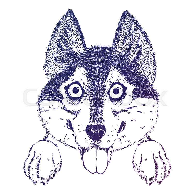 800x800 Vector Sketch Of Funny Husky Or Shepherd Puppy. Dog Sticks Out Its - Shepherd Sketch