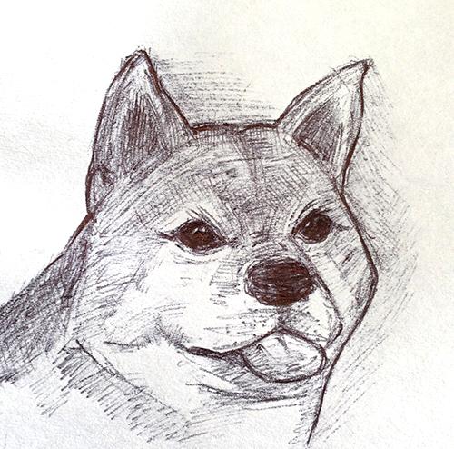 500x494 Shiba Inu Sketch Drawing - Shiba Inu Sketch