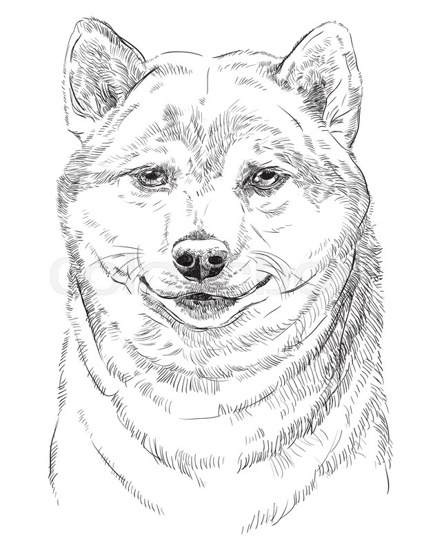 615x800 Shiba Inu Vector Hand Drawing Portrait In Black Color Isolated On - Shiba Inu Sketch