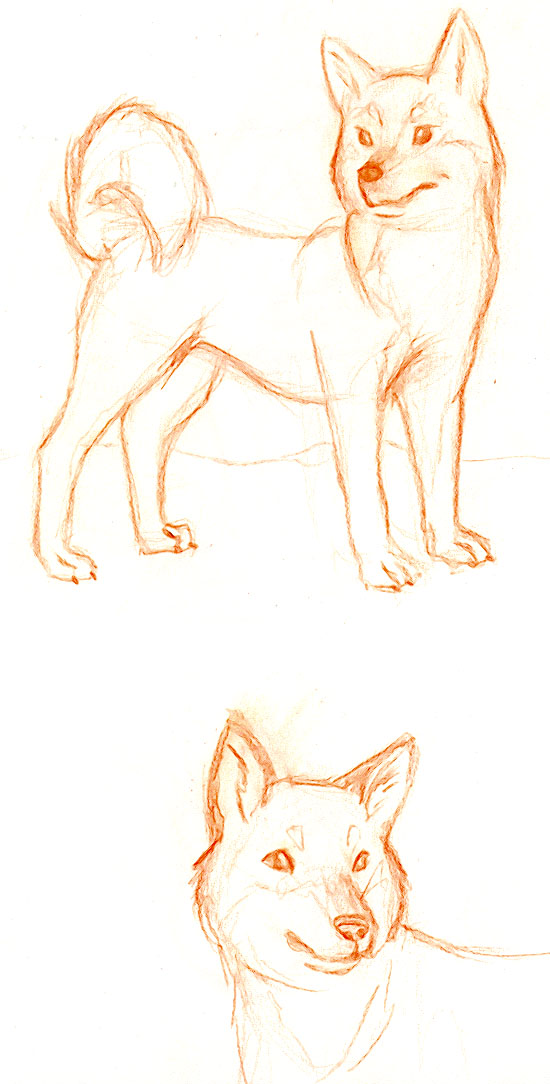 550x1084 Shiba Sketch By Sapphireluna - Shiba Inu Sketch