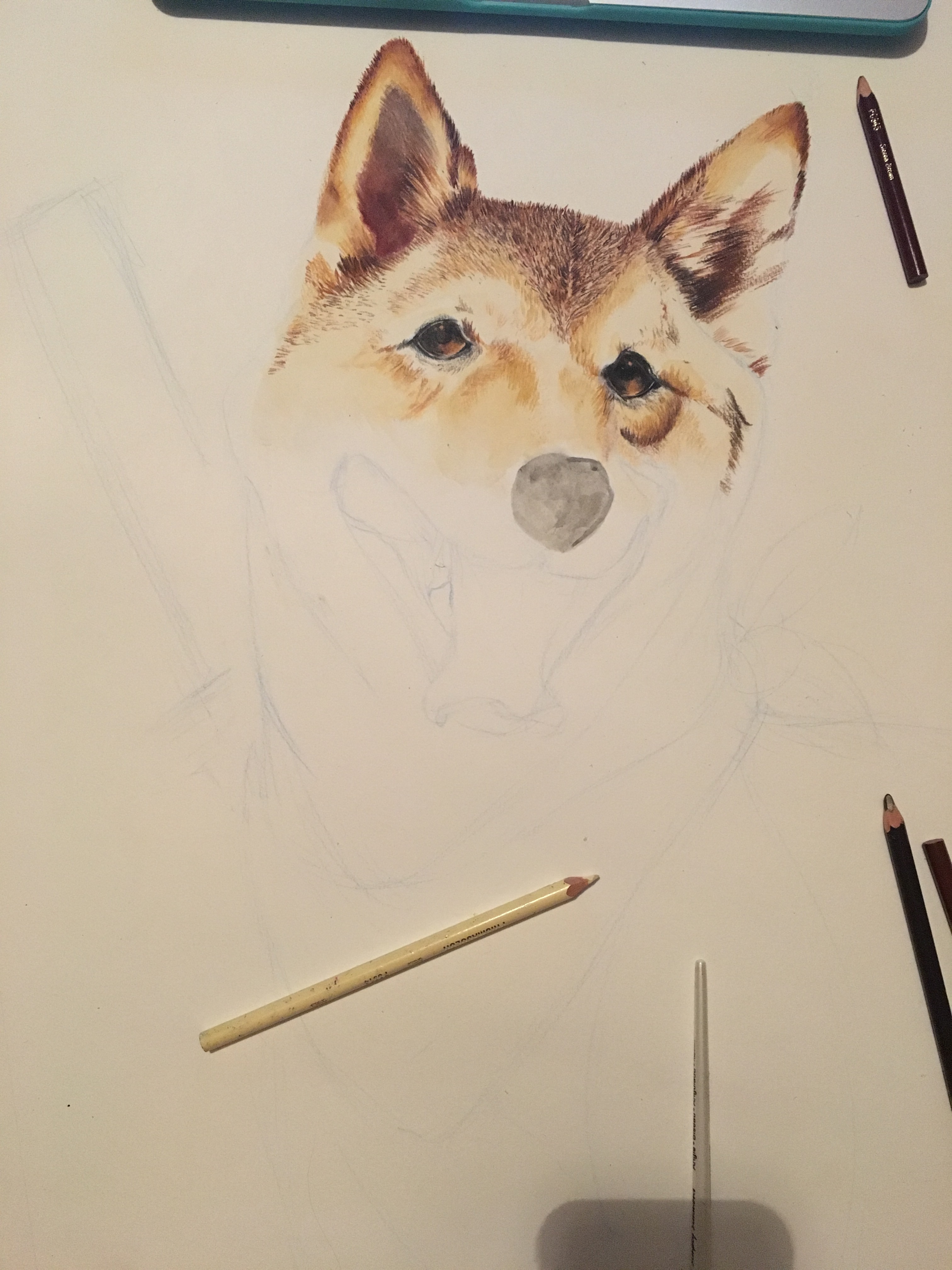 3024x4032 Shibainu Sketch Diary - Shiba Inu Sketch