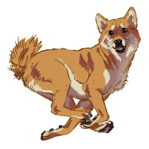 500x500 Inu Sketch Tumblr - Shiba Inu Sketch
