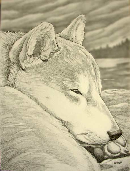 458x600 Shiba Inu Sketch Dog Portrait Pencil Drawing From - Shiba Inu Sketch