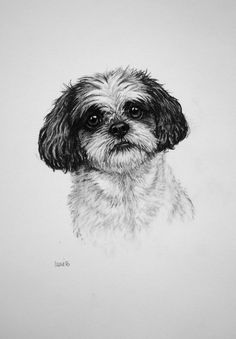 Shih Tzu Sketch at PaintingValley.com | Explore collection of Shih Tzu ...